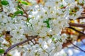 Beautiful blooming pear tree branches with white flowers Royalty Free Stock Photo