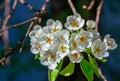 Beautiful blooming pear tree branches with white flowers and buds Royalty Free Stock Photo