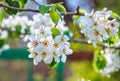 Beautiful blooming pear tree branches with white flowers Royalty Free Stock Photo