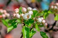 Beautiful blooming pear tree branches with white flowers and buds