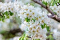 Beautiful blooming pear tree branches with white flowers Royalty Free Stock Photo