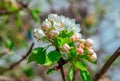 Beautiful blooming pear tree branches with white and pink flowers Royalty Free Stock Photo