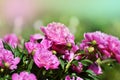 beautiful blooming peony bush with pink flowers in the garden.