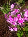 Beautiful blooming Phlox