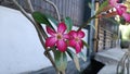 Beautiful blooming pink Adenium. Bright pink, green leaves. Japanese Camboja Flower.
