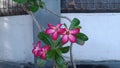 Beautiful blooming pink Adenium. Bright pink, green leaves. Japanese Camboja Flower.