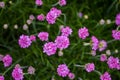 Beautiful blooming pink Armeria alpina flowers in the garden