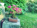 Beautiful blooming pink azalea bonsai tree in a pot in Japanese garden. Royalty Free Stock Photo