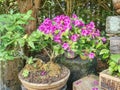 Beautiful blooming pink azalea bonsai tree in a pot in Japanese garden. Royalty Free Stock Photo