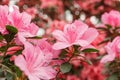 Beautiful blooming pink Azalea bushes