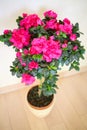 Beautiful blooming pink azalea flower in pot on
