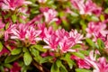 Beautiful blooming pink Azalea - flowering shrubs in the genus Rhododendron Royalty Free Stock Photo