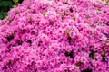 Beautiful blooming pink Azalea - flowering shrubs in the genus Rhododendron Royalty Free Stock Photo