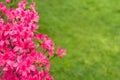 Beautiful blooming pink Azalea - flowering shrubs in the genus Rhododendron. Pink, summer flower background. gardening Royalty Free Stock Photo