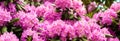 banner. Beautiful blooming pink Azalea - flowering shrubs in the genus Rhododendron. Pink, summer flower background Royalty Free Stock Photo