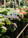 Beautiful blooming pink and blue Hydrangea flowers garden plants in flowers pots in flower shop Royalty Free Stock Photo