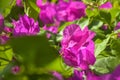 Beautiful blooming pink bougainvillea flowers as background. Bougainvillea Blossom in sunny day. Close-up. Royalty Free Stock Photo