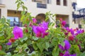 Beautiful blooming pink bougainvillea flowers as background. Bougainvillea Blossom in sunny day. Close-up. Royalty Free Stock Photo