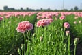 Beautiful blooming pink carnation flowers in field, closeup Royalty Free Stock Photo