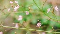 Beautiful blooming pink cute flowers in blurry nature green blurry background Nature screen copy-space Royalty Free Stock Photo