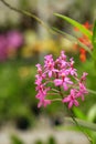 Beautiful blooming pink Epidendrum ibaguense