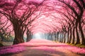 Beautiful blooming pink flower fall on ground Romantic tree tunnel in the morning Royalty Free Stock Photo