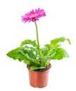 Beautiful blooming pink flower gerbera in flowerpot is isolated Royalty Free Stock Photo