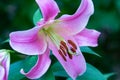Pink lily flower with dew drops Royalty Free Stock Photo
