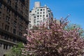 Beautiful Blooming Pink Flowering Tree along Park Avenue on the Upper East Side of New York City with Skyscrapers during Spring Royalty Free Stock Photo