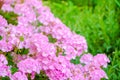 beautiful blooming pink geranium flower like as background, closeup Royalty Free Stock Photo