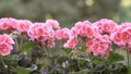 Beautiful blooming pink geranium flowers in spring. background