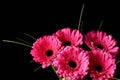 Beautiful blooming pink gerbera daisy flower on black background Royalty Free Stock Photo