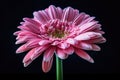 Beautiful blooming pink gerbera daisy flower on black background Royalty Free Stock Photo