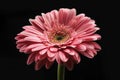 Beautiful blooming pink gerbera daisy flower on black background Royalty Free Stock Photo