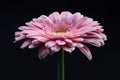 Beautiful blooming pink gerbera daisy flower on black background Royalty Free Stock Photo