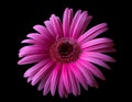 Beautiful blooming pink gerbera flower. Royalty Free Stock Photo