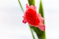 A Beautiful blooming pink Gladiolus flower Royalty Free Stock Photo