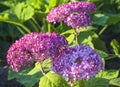 Beautiful blooming pink hydrangea arborescens, hydrangea, wild hydrangea, sevenbark in the summer garden on sunny day Royalty Free Stock Photo