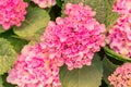 Beautiful blooming pink hydrangea flowers background Royalty Free Stock Photo