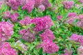 Beautiful blooming pink hydrangea flowers background Royalty Free Stock Photo