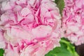 Beautiful blooming pink hydrangea flowers background Royalty Free Stock Photo