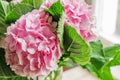 Beautiful blooming pink hydrangea flowers background Royalty Free Stock Photo