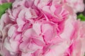 Beautiful blooming pink hydrangea flowers background Royalty Free Stock Photo