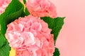 Beautiful blooming pink hydrangea flowers on blue background with copy space Royalty Free Stock Photo