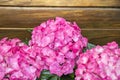 Pink hydrangea flower closeup Royalty Free Stock Photo