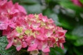 Pink hydrangea flower closeup Royalty Free Stock Photo