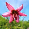Beautiful blooming pink lily flower in the garden Royalty Free Stock Photo