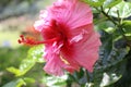 Beautiful blooming pink lily flower with petal and pistil in the green leaves garden Royalty Free Stock Photo