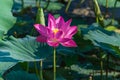 Beautiful blooming pink lotus flower with green leaves background Royalty Free Stock Photo