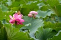 Beautiful blooming pink lotus flower Royalty Free Stock Photo